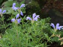 ムシャリンドウ