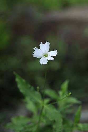 センジュガンピ 千手岩菲 の育て方 山野草を育てる