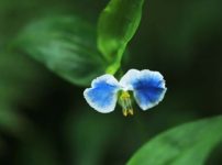 メガネツユクサ