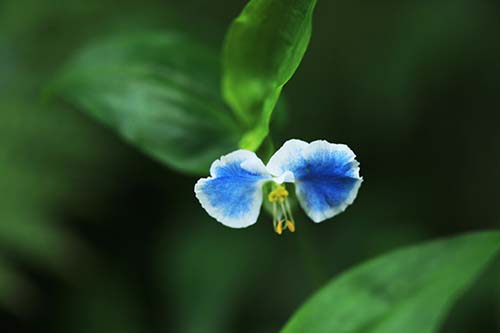 メガネツユクサ 眼鏡露草 の育て方 仲間のツユクサ 露草 の特徴 山野草を育てる