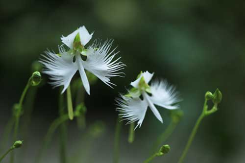 サギソウ 鷺草 の育て方 山野草を育てる