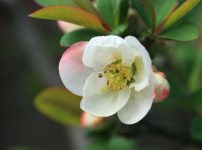 ヒカゲツツジ 日陰躑躅 の育て方 山野草を育てる