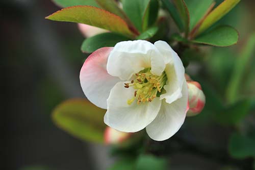 ボケ 木瓜 の育て方 山野草を育てる