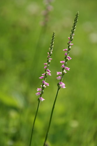 ネジバナ モジズリ シロバナネジバナの育て方 山野草を育てる