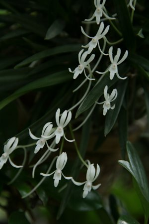 フウラン 風蘭 の育て方 山野草を育てる