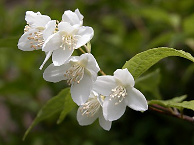 バイカウツギ 梅花空木 の育て方 山野草を育てる