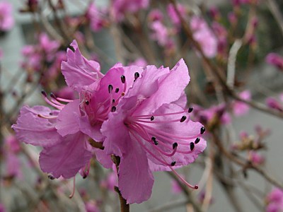 ゲンカイツツジ(玄海躑躅)