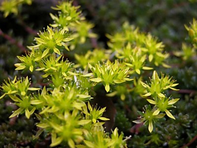 コゴメマンネングサ(小米万年草)