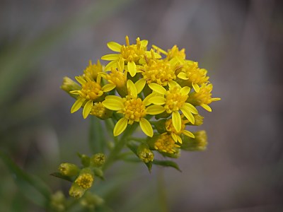 ミヤマアキノキリンソウ