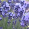 ラベンダー