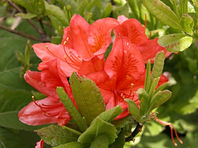 キレンゲツツジ 黄蓮華躑躅 とレンゲツツジ 蓮華躑躅 の育て方 山野草を育てる