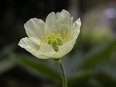 リシリヒナゲシ