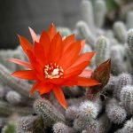 サボテン　ビレイヒメ（美鈴姫）