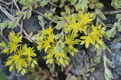 コゴメマンネングサ 小米万年草 の育て方 ツルマンネングサの特徴 山野草を育てる