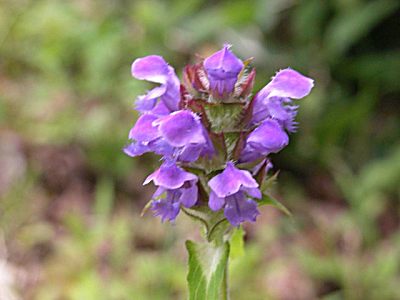 「靭草 ウツボグサ」の画像検索結果