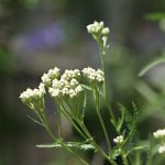 ヤマノコギリソウ