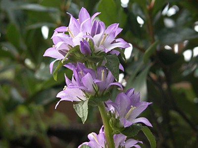 ヤツシロソウ（八代草）