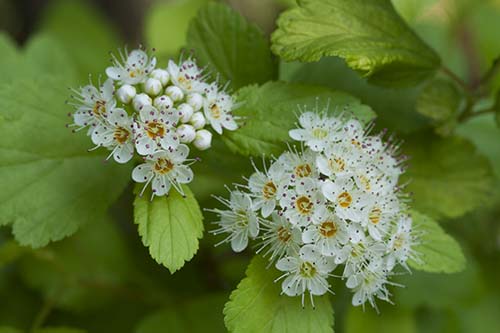 アメリカテマリシモツケ ルテウス の育て方 山野草を育てる