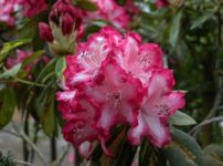 西洋シャクナゲ