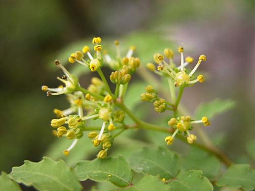 サンショウ 山椒 の育て方 カラタチ 枳殻 の特徴 山野草を育てる