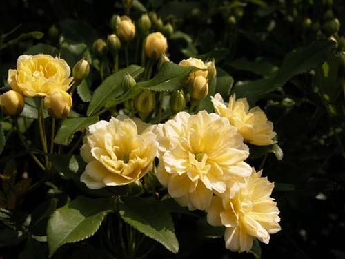 モッコウバラ 木香薔薇 の育て方 山野草を育てる