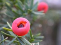 ヒカゲツツジ 日陰躑躅 の育て方 山野草を育てる