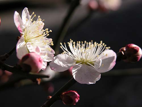 ウメ 紅梅 思いのまま の育て方 仲間のタカネザクラ シキザクラの特徴 山野草を育てる