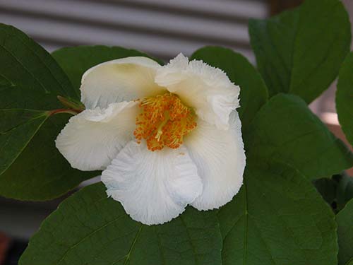 ナツツバキ シャラ の育て方 山野草を育てる