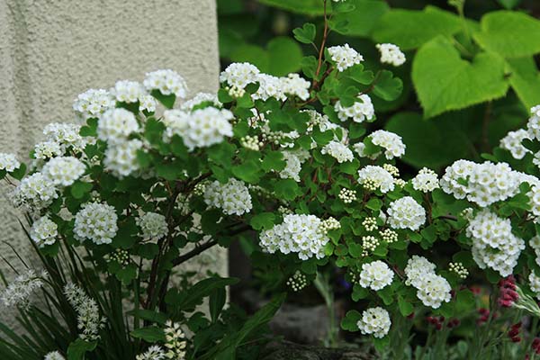 イワガサ ミツデイワガサ の育て方 山野草を育てる