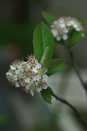 セイヨウカマツカ 西洋鎌柄 の育て方 山野草を育てる