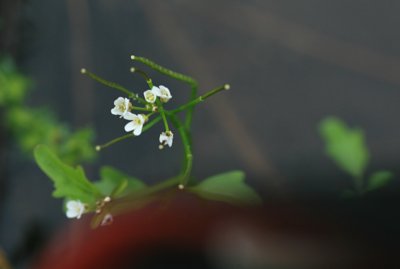 オオバタネツケバナ