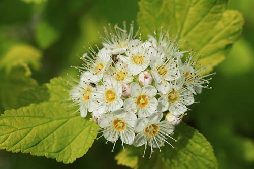 アメリカテマリシモツケ ルテウス の育て方 山野草を育てる