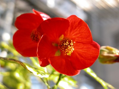 アブチロンとアブチロン ヒブリドゥム アブチロンの仲間の特徴 花が似ているウナズキヒメフヨウ 山野草を育てる