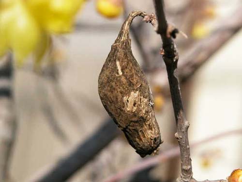 ソシンロウバイ 素心蝋梅 とロウバイ 蝋梅 の育て方 山野草を育てる