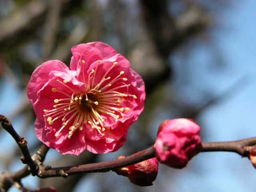 ウメ 紅梅 思いのまま の育て方 仲間のタカネザクラ シキザクラの特徴 山野草を育てる