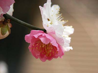 ウメ 紅梅 思いのまま の育て方 仲間のタカネザクラ シキザクラの特徴 山野草を育てる