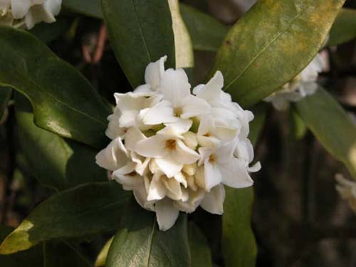 ジンチョウゲ 沈丁花 の育て方 同じジンチョウゲ科のミツマタの特徴 山野草を育てる