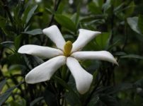 ヒカゲツツジ 日陰躑躅 の育て方 山野草を育てる ヒカゲツツジ 日陰躑躅 の育て方 山野草を育てる