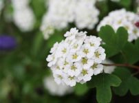 ミツデイワガサ