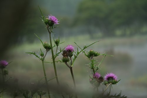 ノハラアザミ 野原薊 とノアザミ 野薊 の比較 山野草を育てる