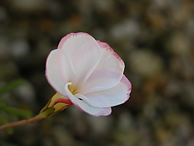 オキザリス バーシカラー Oxalis Versicolor 仲間の帰化植物のイモカタバミ ムラサキカタバミ 山野草を育てる