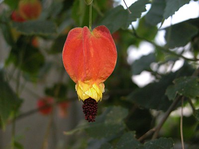 アブチロンとアブチロン ヒブリドゥム アブチロンの仲間の特徴 花が似ているウナズキヒメフヨウ 山野草を育てる