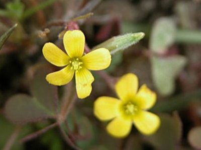 コミヤマカタバミ カントウミヤマカタバミ カタバミ アカカタバミの特徴 山野草を育てる