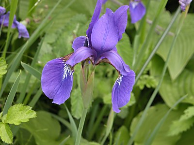 アヤメ 菖蒲 カキツバタ 杜若 燕子花 シロバナカキツバタの見分け方 山野草を育てる