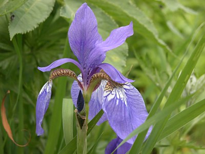 アヤメ 菖蒲 カキツバタ 杜若 燕子花 シロバナカキツバタの見分け方 山野草を育てる