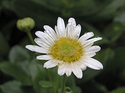 ハマギク 浜菊 とチョウセンノギク 朝鮮野菊 の特徴 山野草を育てる