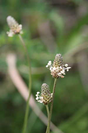 ヘラオオバコ 箆大葉子 オオバコ 大葉子 の特徴 山野草を育てる