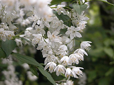 ウツギ 空木 ヒメウツギ 姫空木 の比較 山野草を育てる