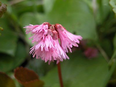 イワウメ 岩梅 イワカガミ 岩鏡 イワウメ科の高山植物 山野草を育てる