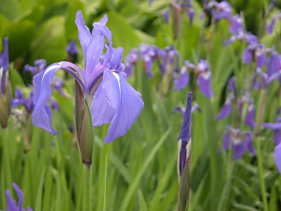 アヤメ 菖蒲 カキツバタ 杜若 燕子花 シロバナカキツバタの見分け方 山野草を育てる